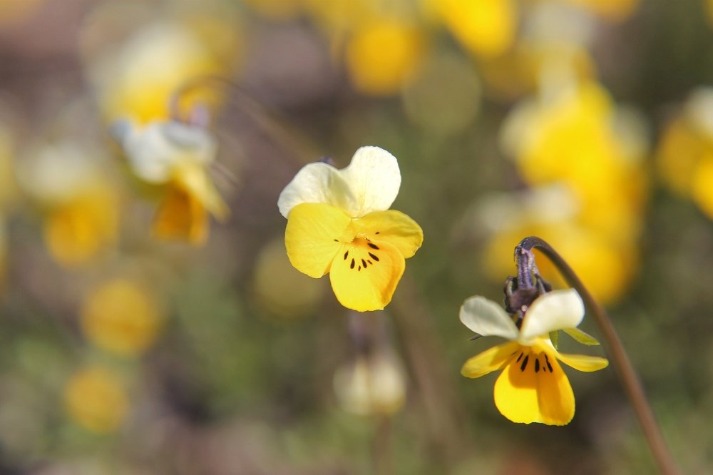 Фотография автора Людмила Богдан