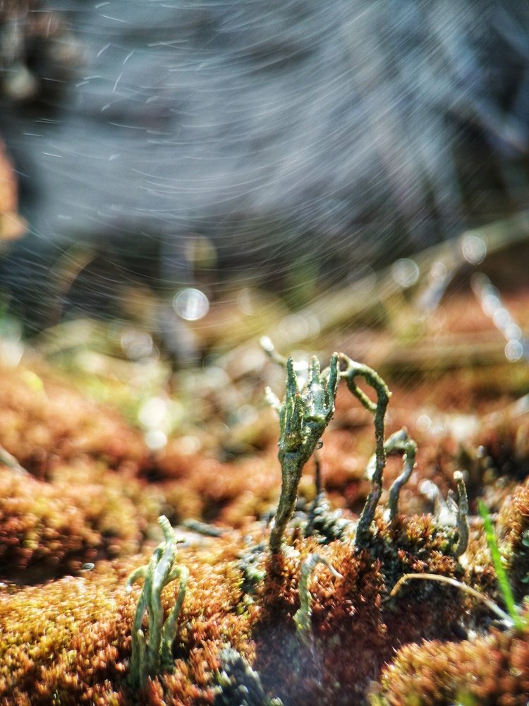 Фотография автора Людмила Богдан