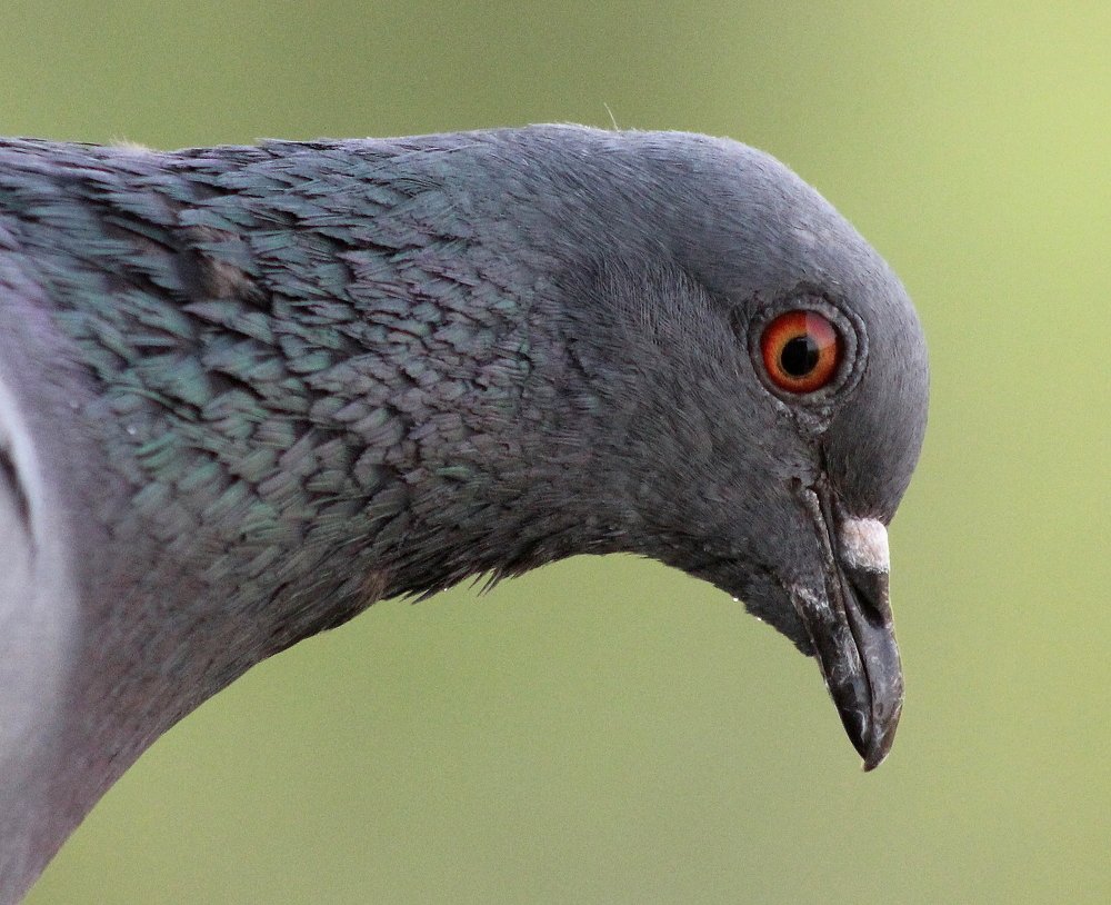 Photograph by Shrinivas Kulkarni