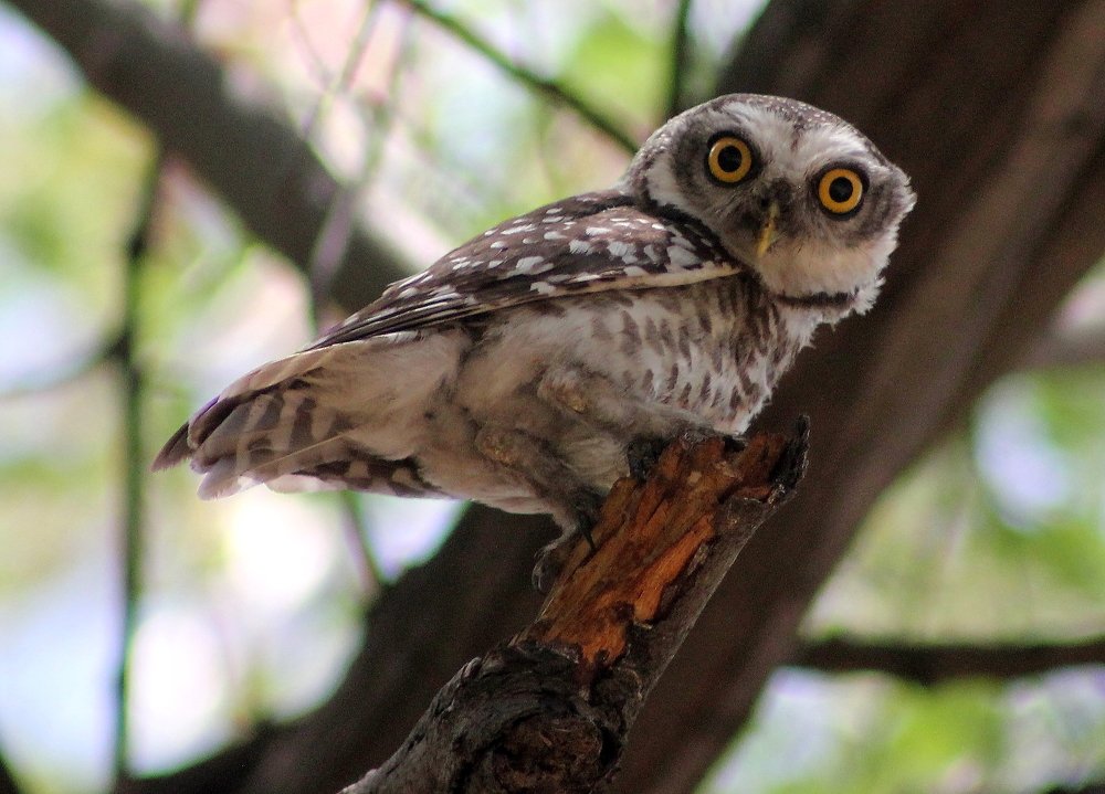 Photograph by Shrinivas Kulkarni