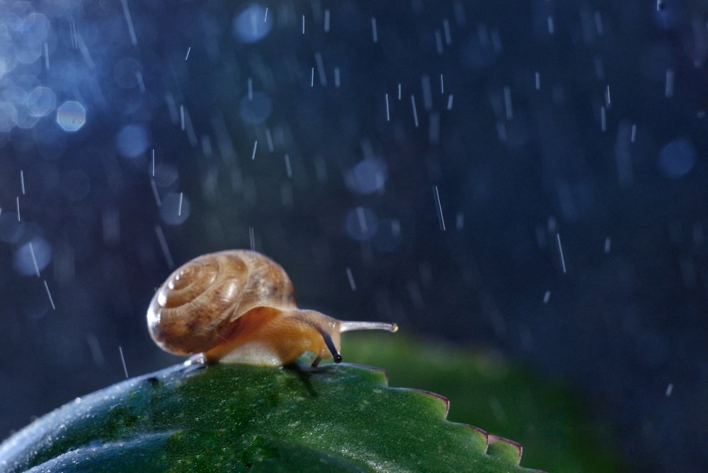 Ночная прогулка под дождем
