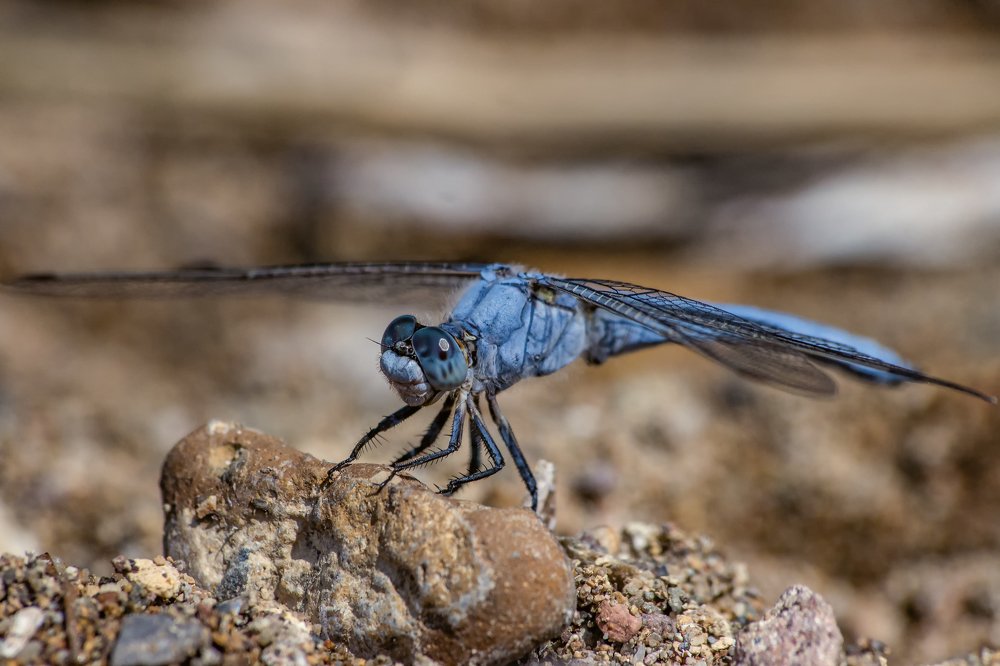 Photograph by Hasan Bayrak