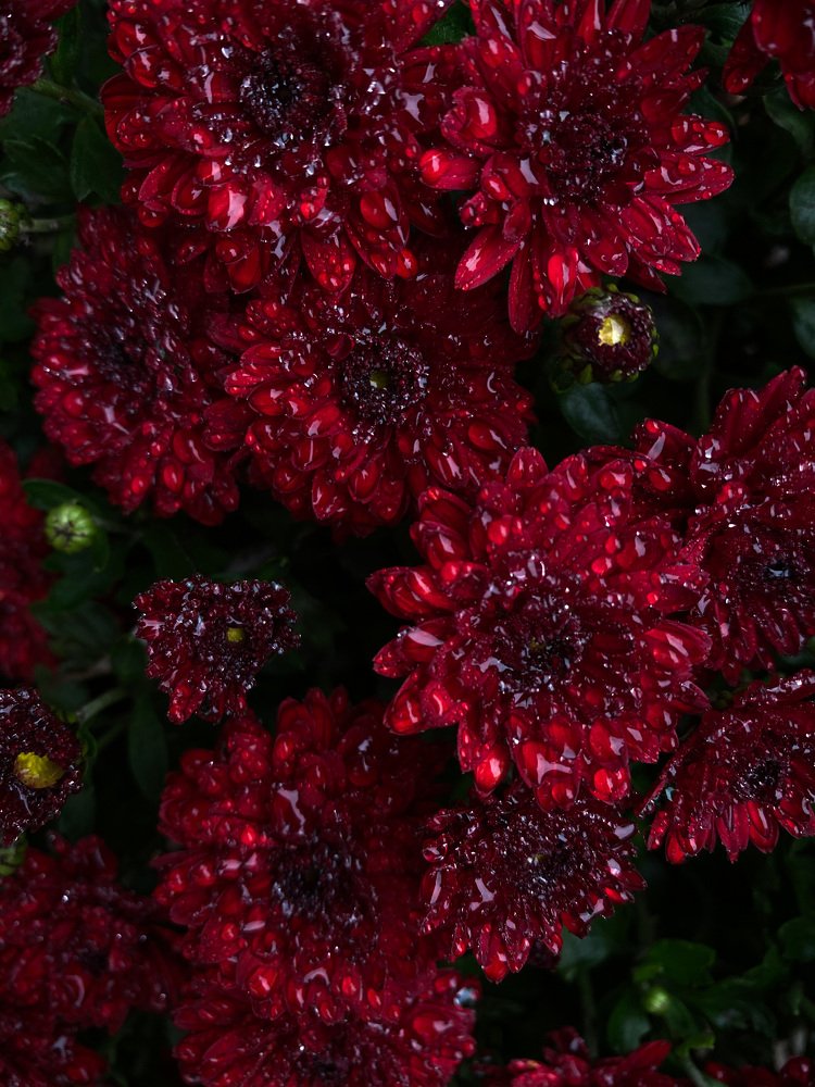 Photograph by Ірина Бовкун