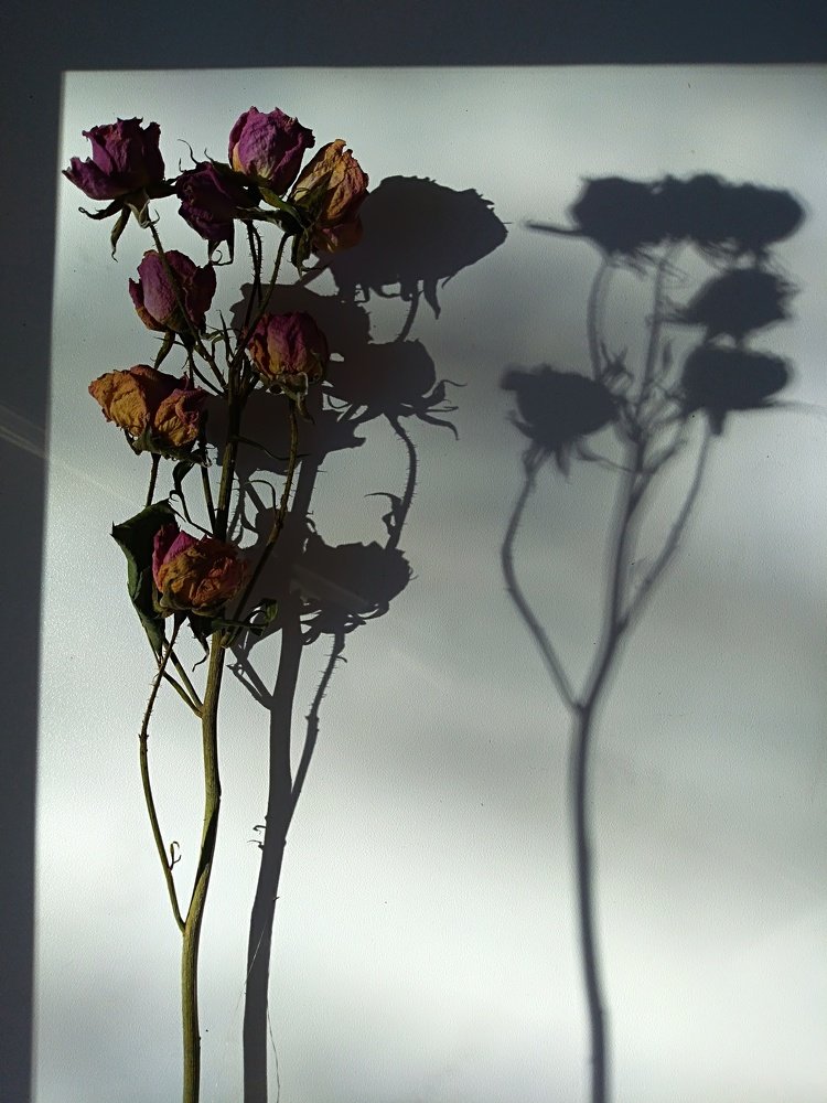 Розы и тени