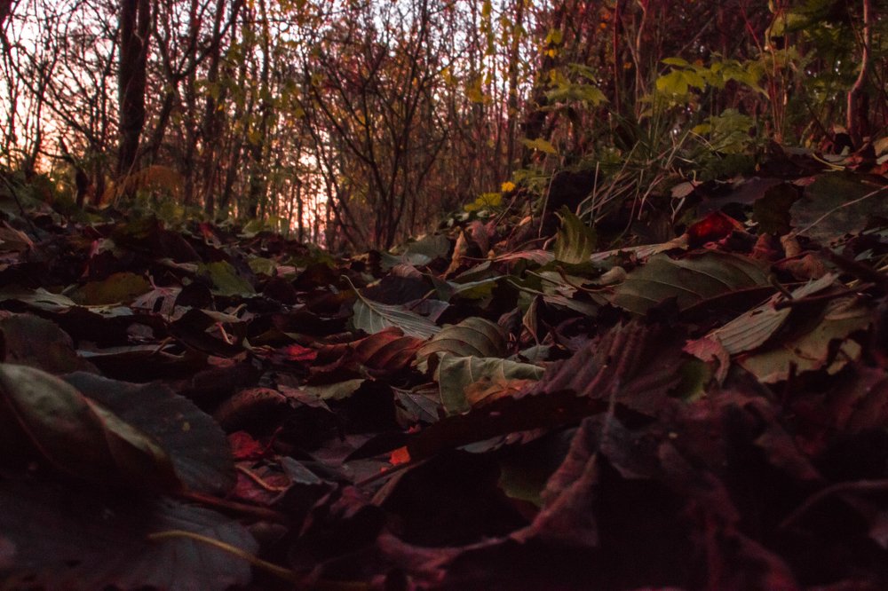 Фотография автора Элина Криворучко