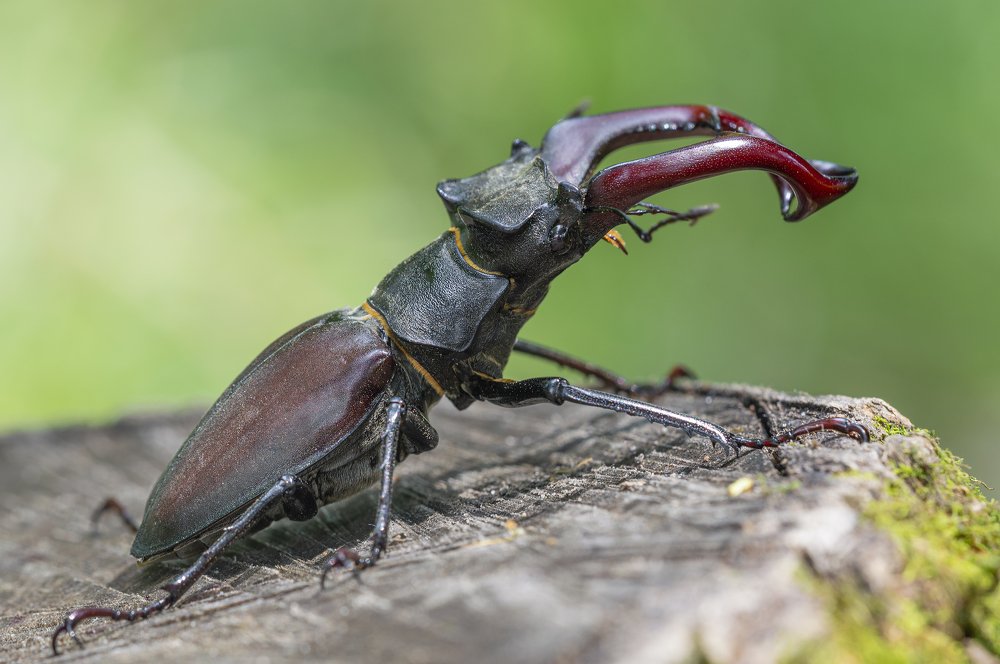 Photograph by Юрій Стороженко