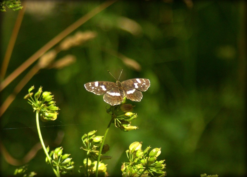 Фотография автора Алексей Новиков