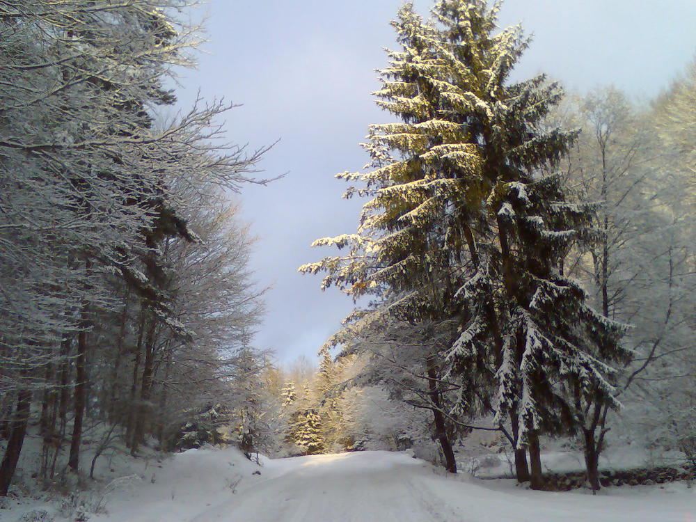 Photograph by rusenescu ramona