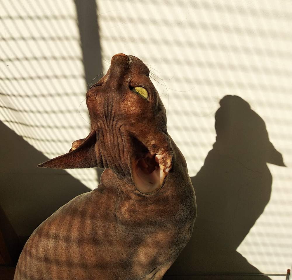 Фотография автора Алексей Новиков