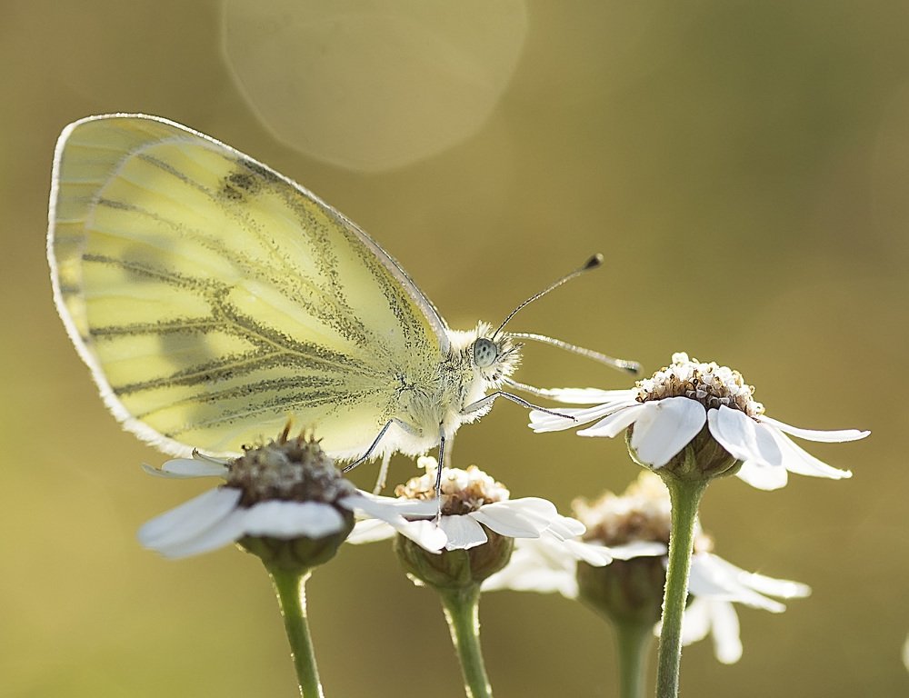 Photograph by Полина Васеева