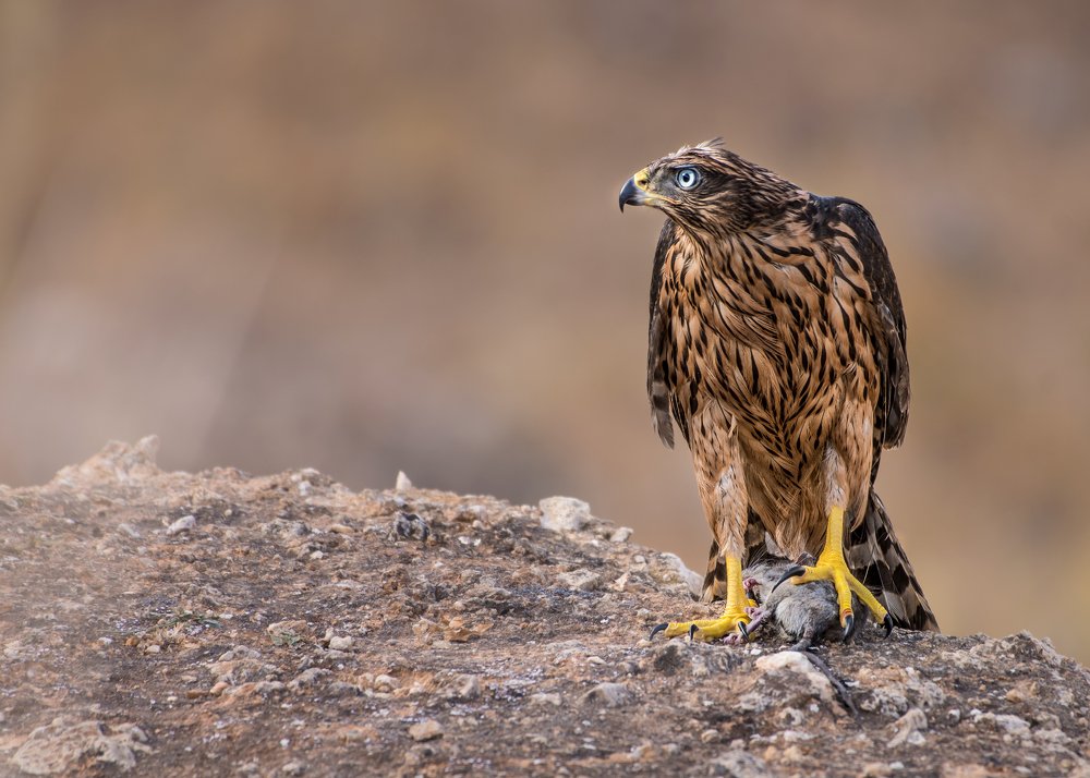 Goshawk catches its prey