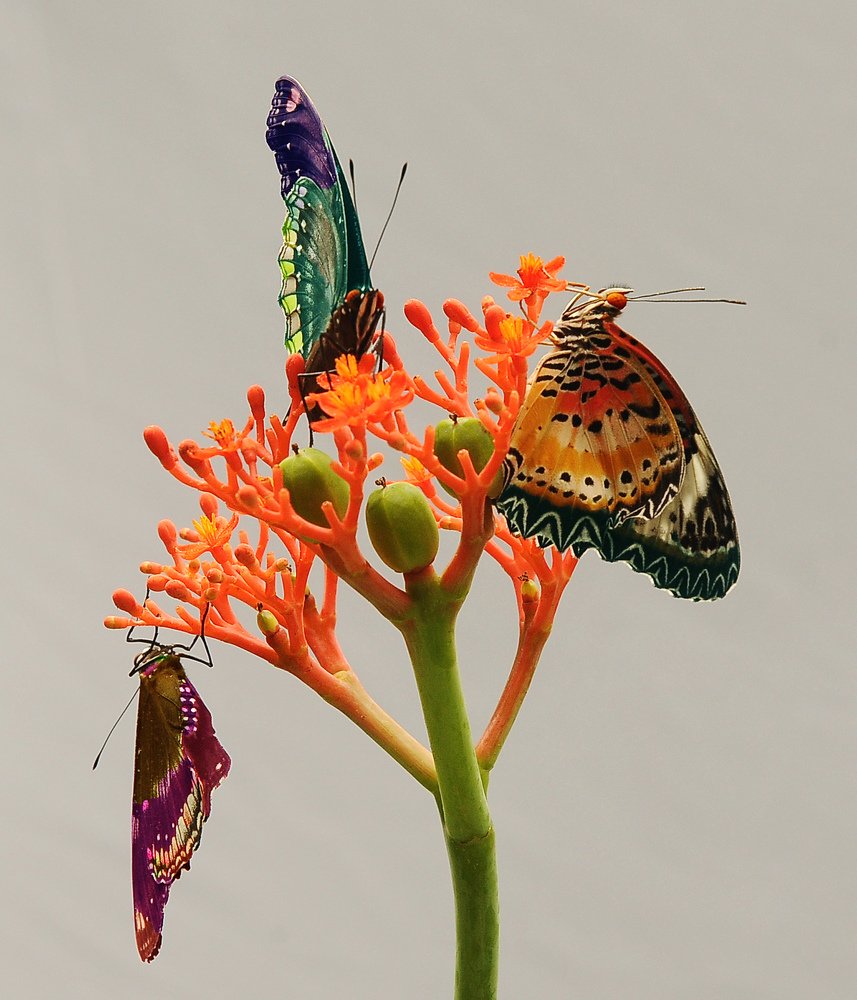 CHUYỆN TÌNH TAY BA