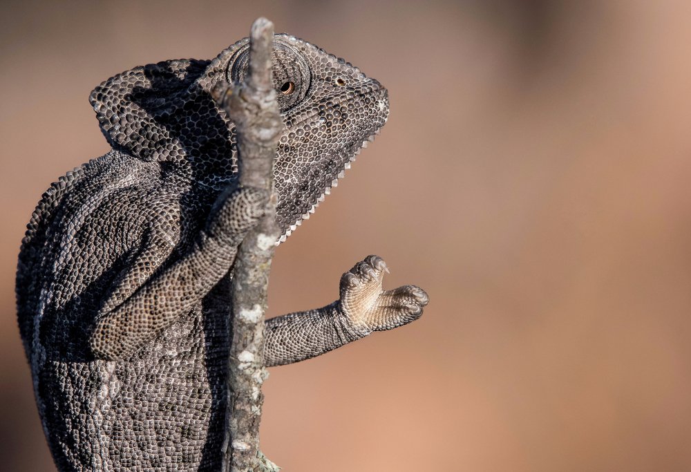 The mendicant chameleon