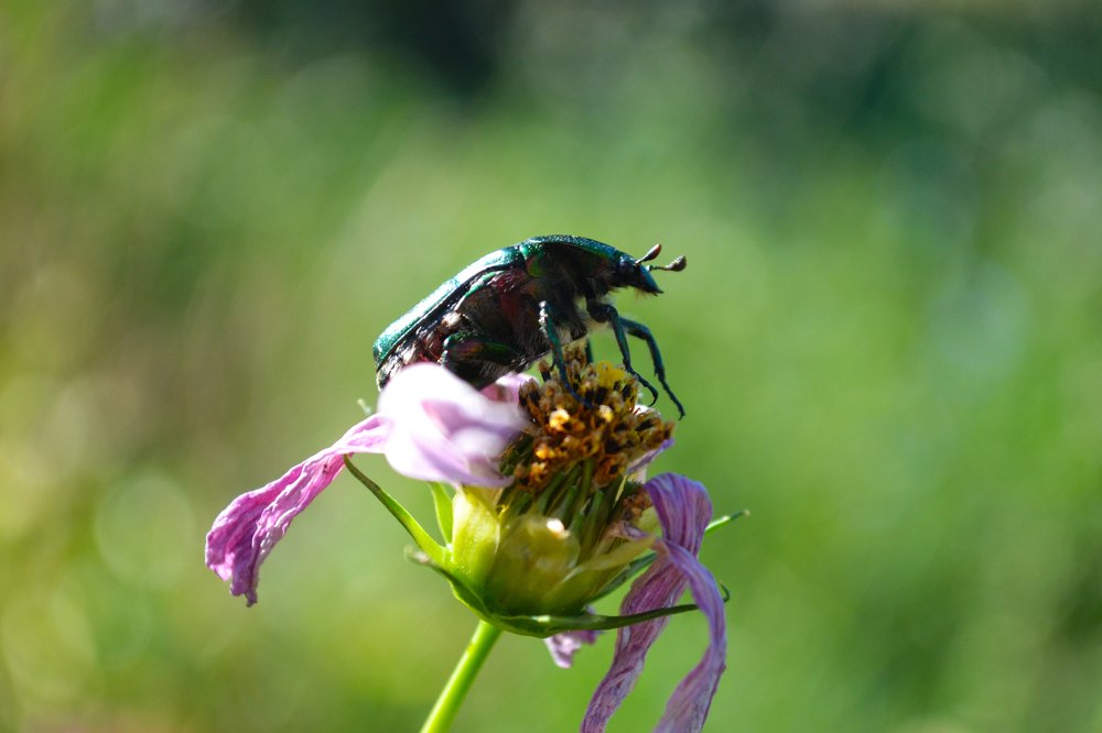Бронзовка - повелительница цветов.