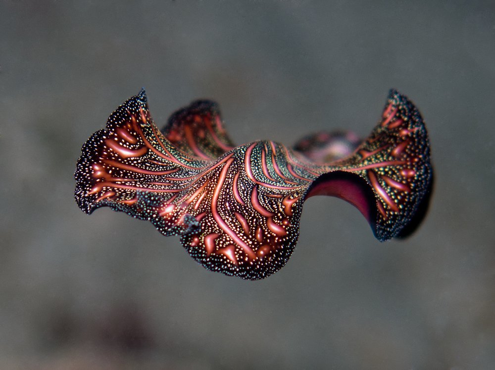 Photograph by Olga Aya