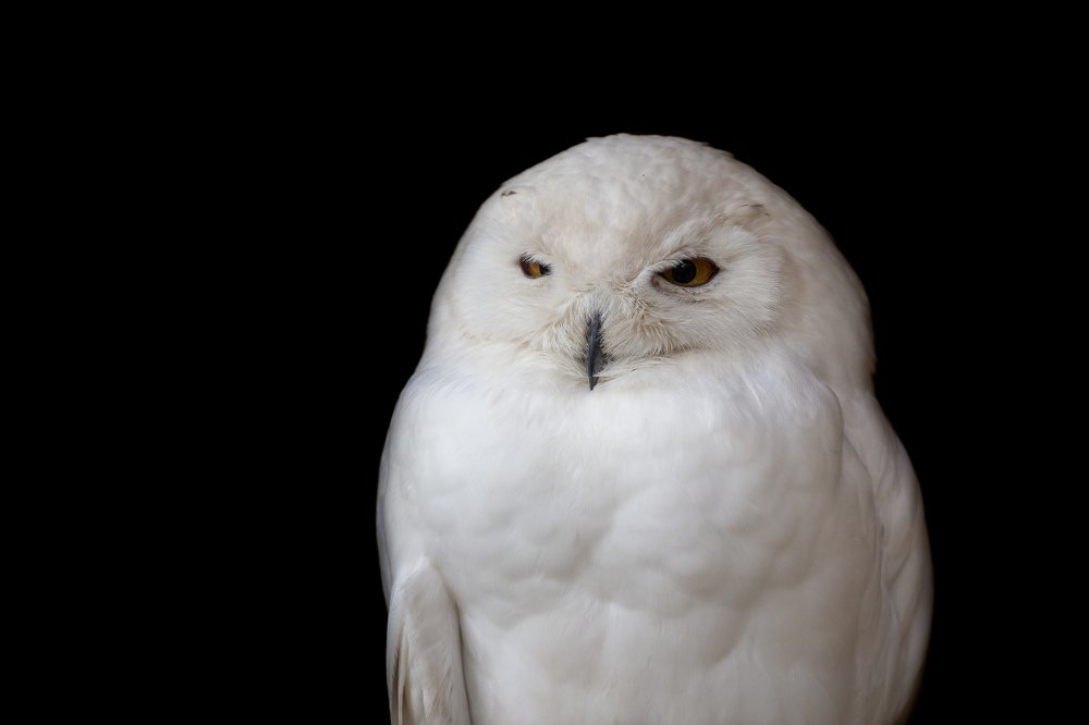 Photograph by Danilo Marabini