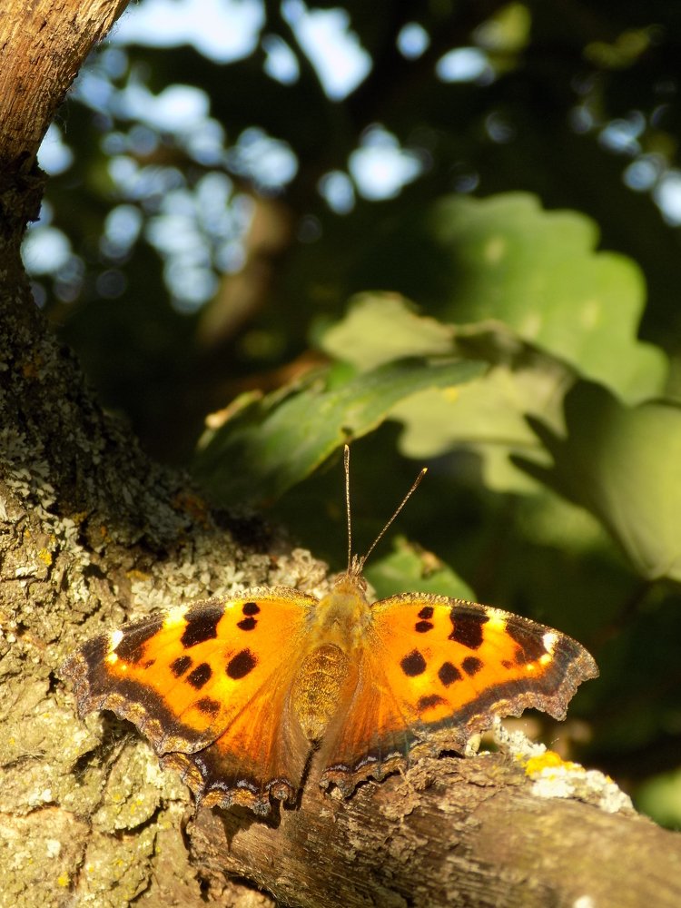 Photograph by Виктория Подрезова