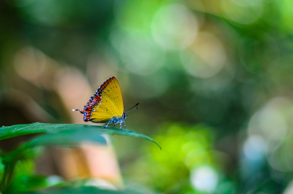 Photograph by Sanjoy Sengupta