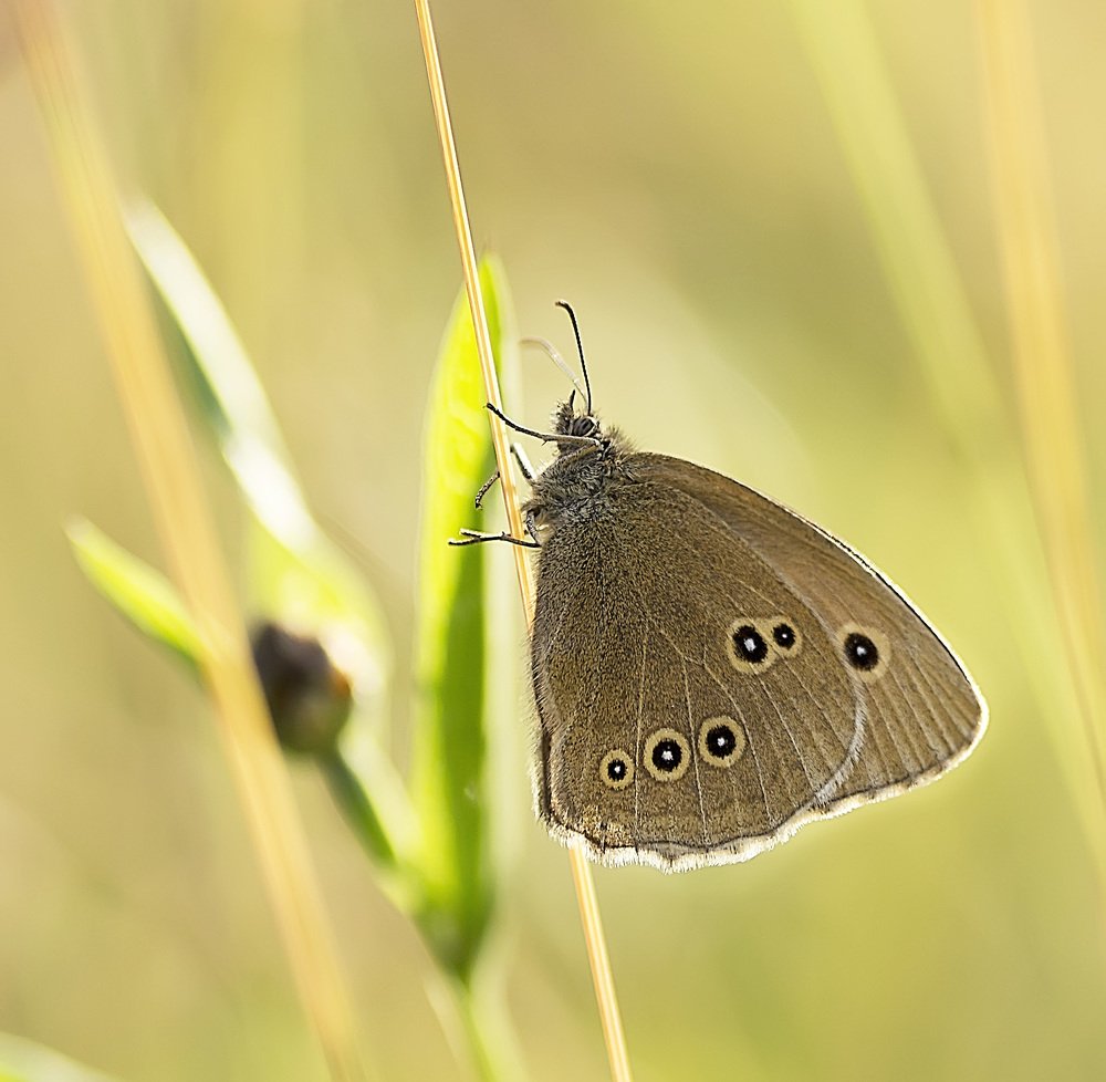 Photograph by Полина Васеева