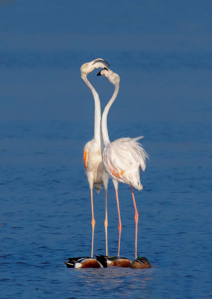 Photograph by Bibhas Deb