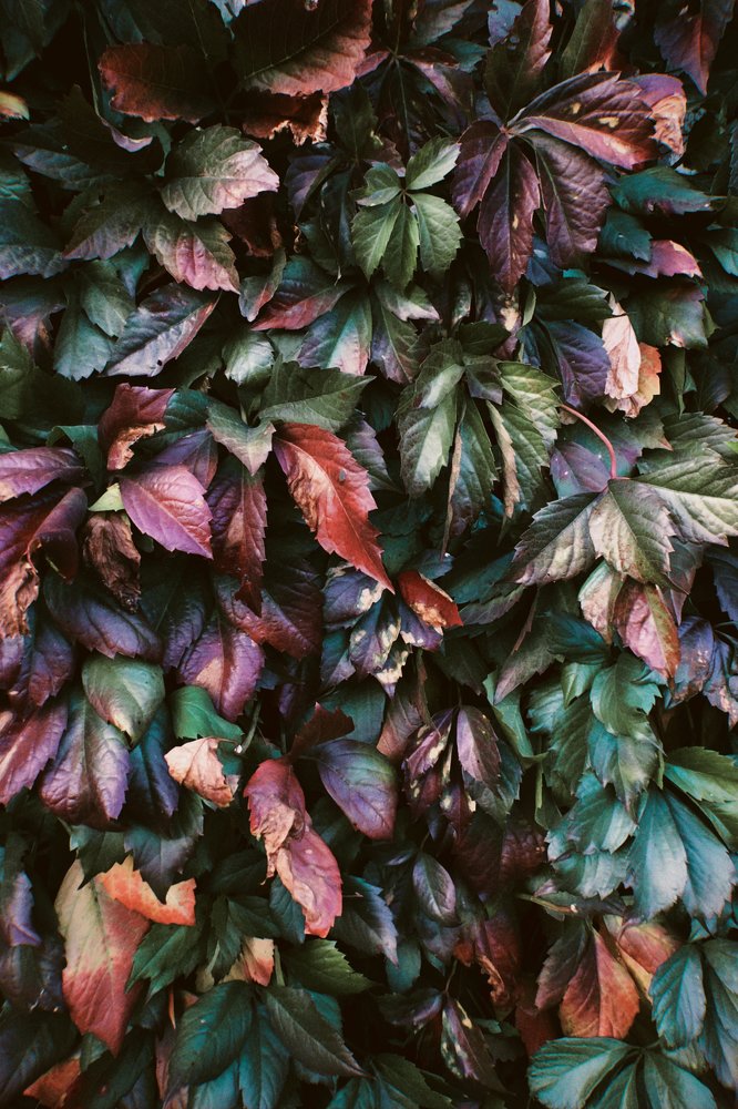 Photograph by Надежда