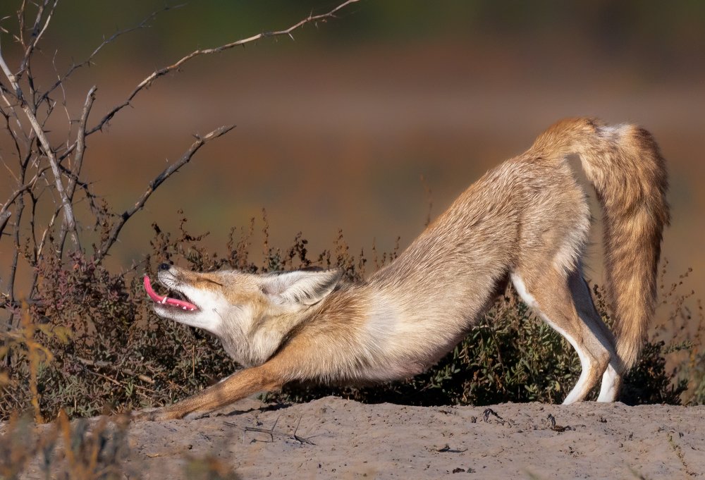 Photograph by Bibhas Deb