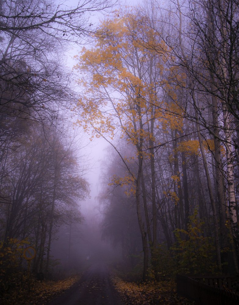 Photograph by Liudmila Drake