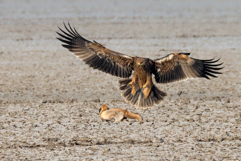 Photograph by Bibhas Deb