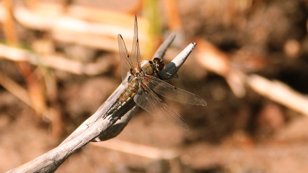 Photograph by Александр Алабушев