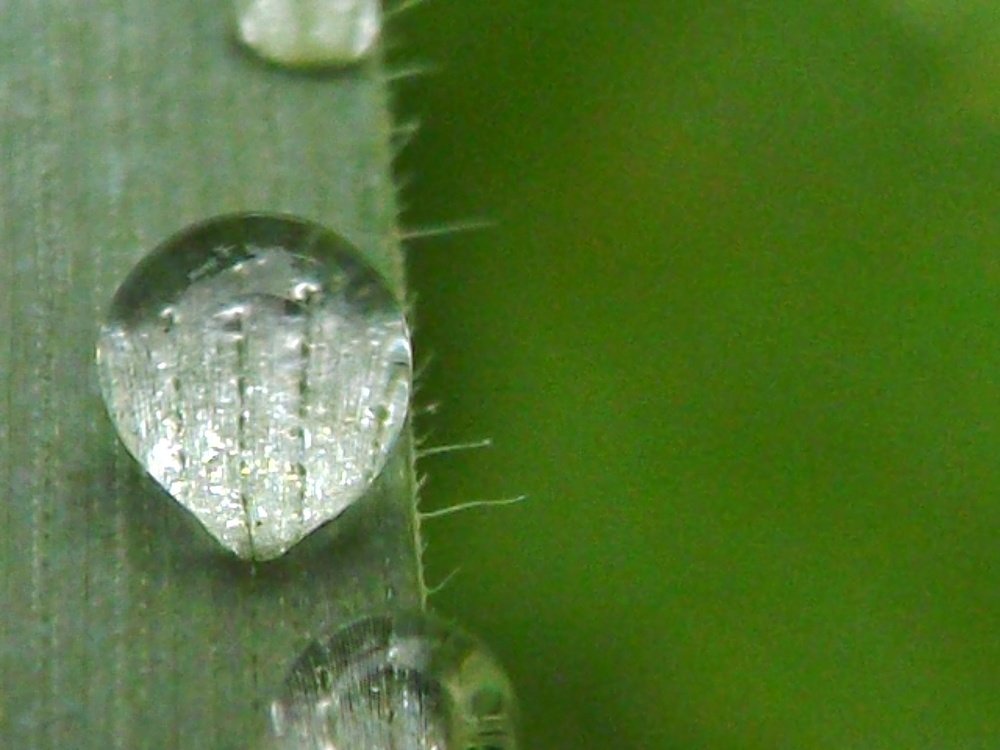 Macro photo