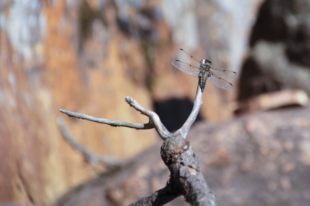 Photograph by Александр Алабушев