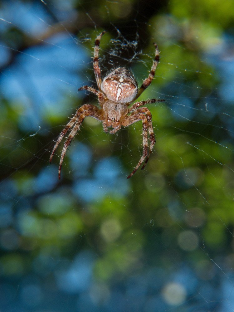 В дачных дебрях