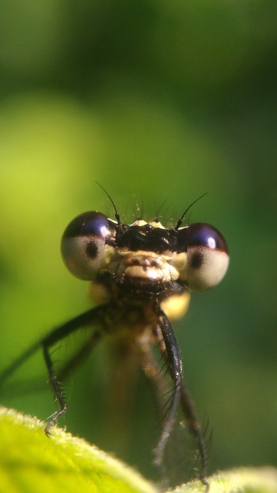 Photograph by Bistupada Mondal