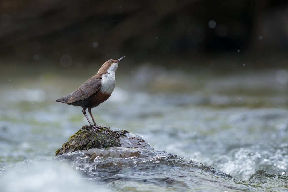 White throated dipper in a little mountain river in the feeding season.
