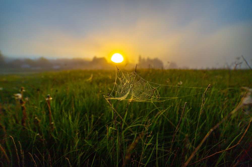 В золотых лучах туманного утра