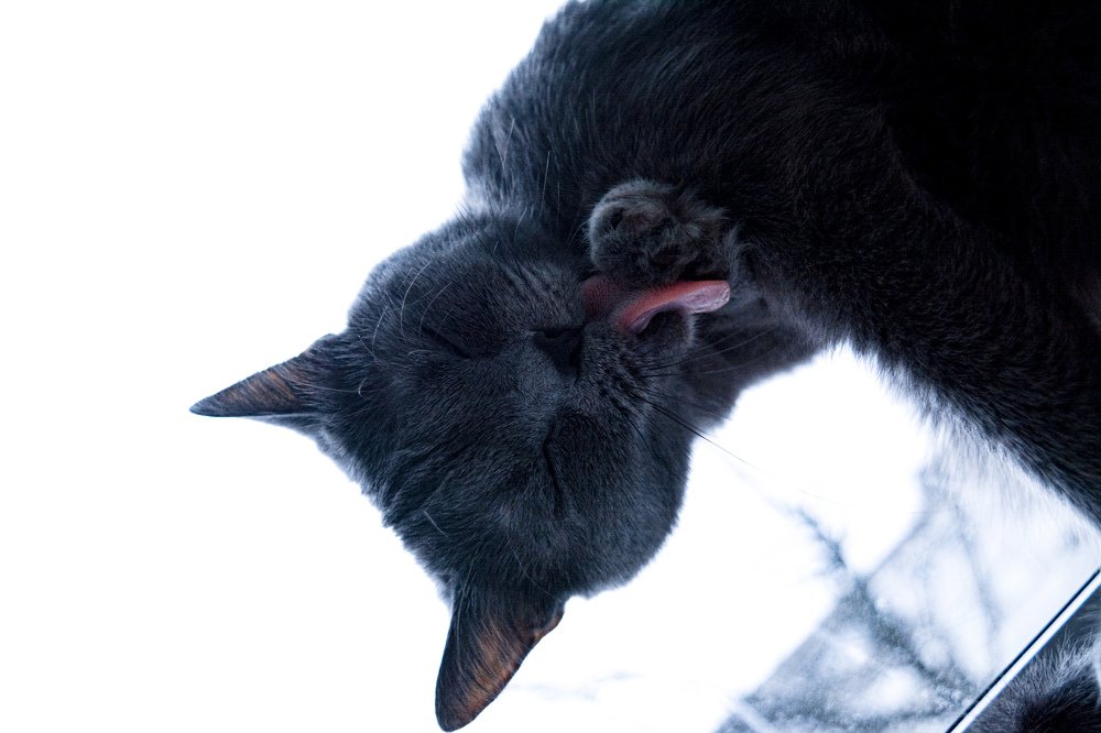 Фотография автора Оля Алехнович