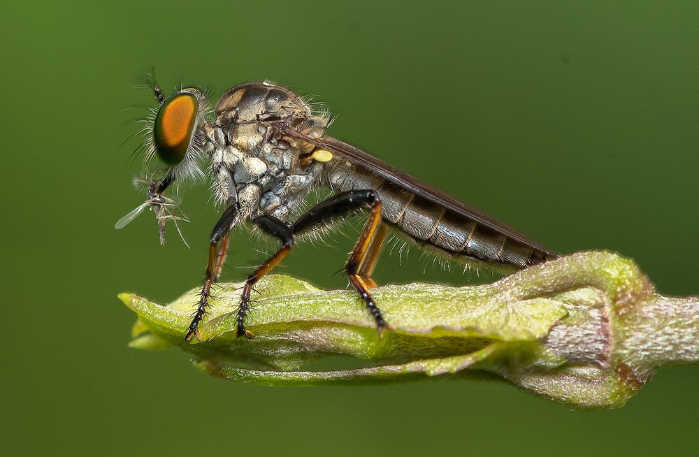 Фотография автора Bibhas Deb