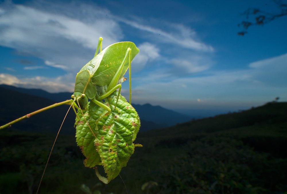 Photograph by Bibhas Deb