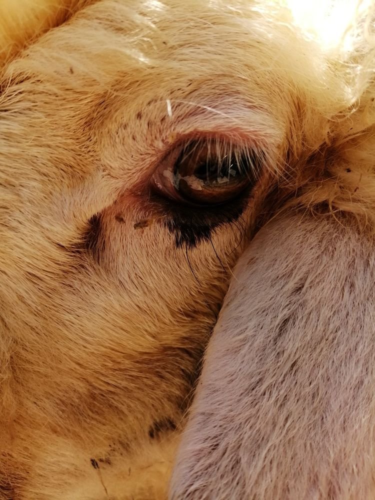 Фотография автора Bahaaddin Saber