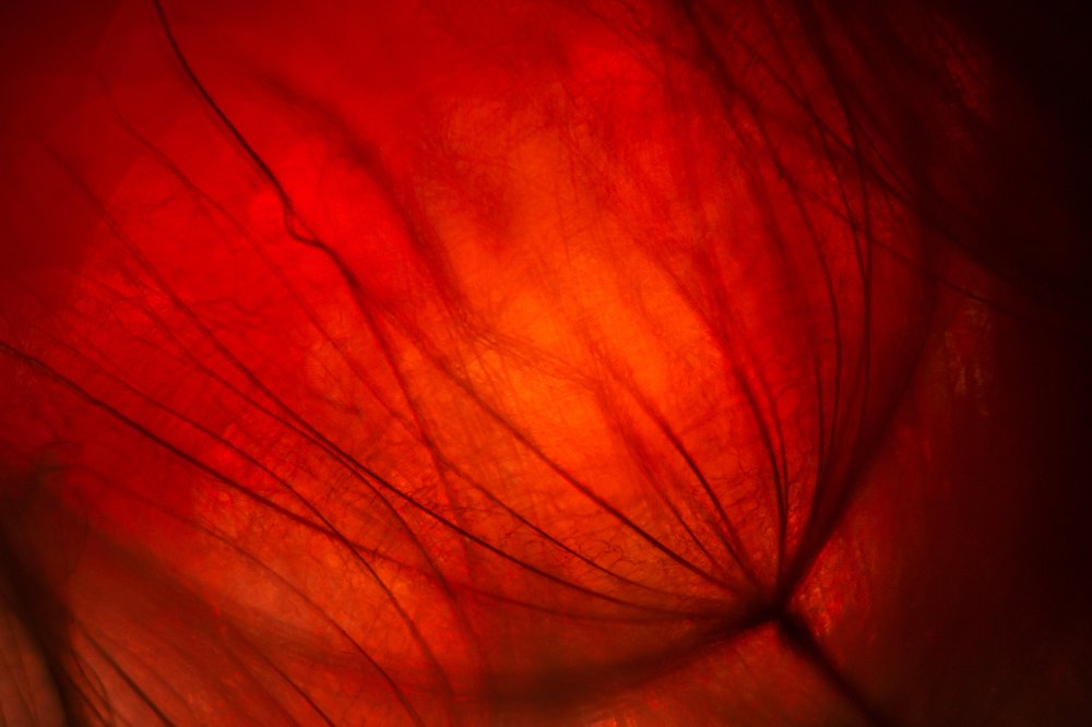 Photograph by Наталья Ким