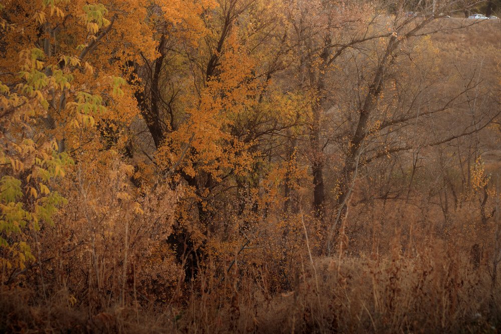 Photograph by Виктория Козинец