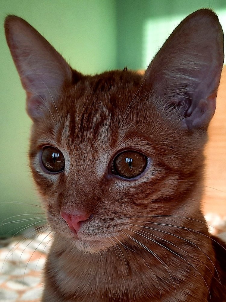 Красота янтарных глаз