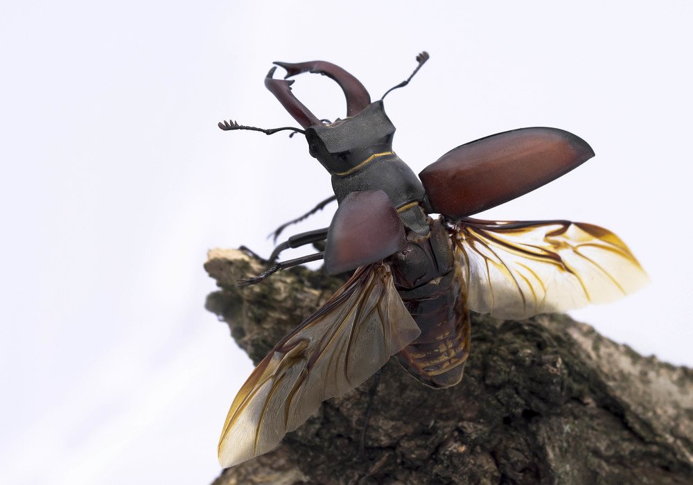 Фотография автора Coxika Chovan