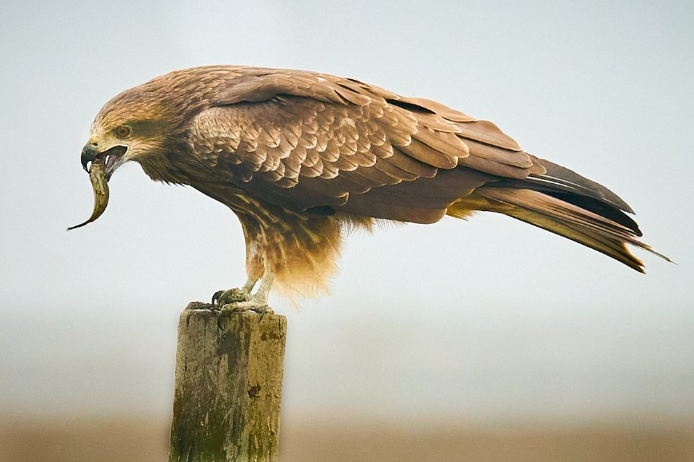 Фотография автора Maurice Leung