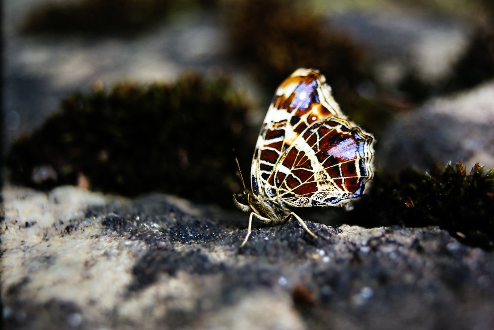 Photograph by Sreten Vitezović