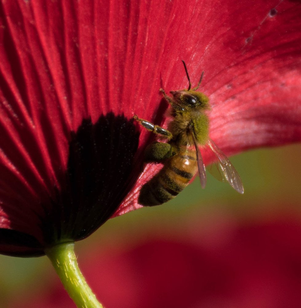 Photograph by Elham Khanpour