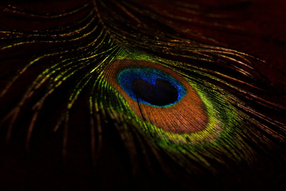 Pavo cristatus