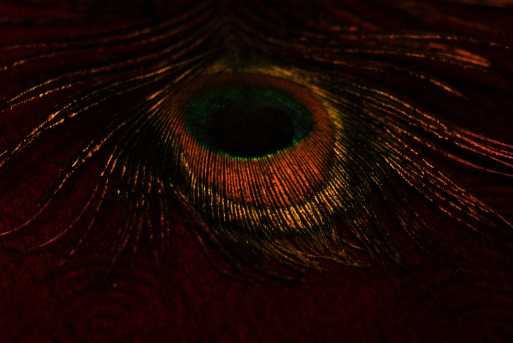 Pavo cristatus