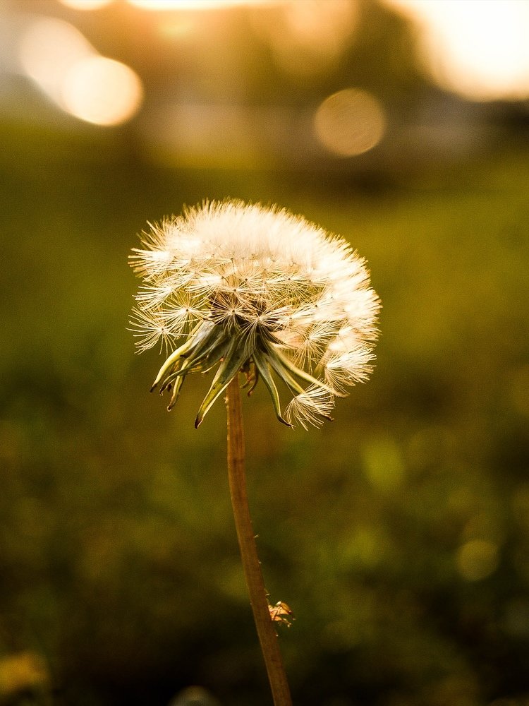 Taraxacum officinale