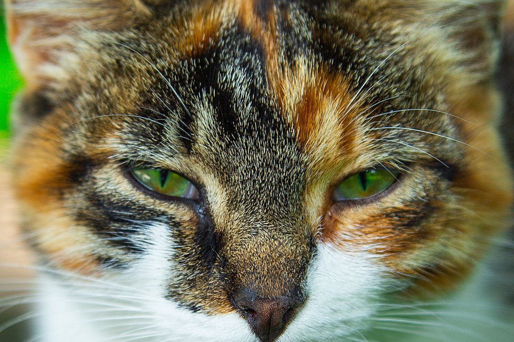 Photograph by Наталья Золотарева